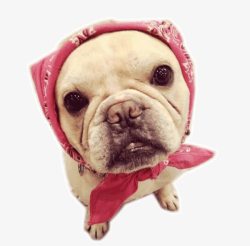 粉色丝巾粉色丝巾的斗牛犬高清图片