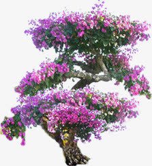 紫色唯美花朵树木png免抠素材_新图网 https://ixintu.com 树木 紫色 花朵
