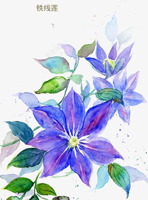 紫色铁线莲png免抠素材_新图网 https://ixintu.com 植物 紫色 花朵 铁线莲