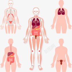 人体五大系统创意人体五大系统矢量图高清图片