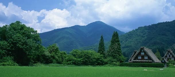 夏季绿色自然背景背景