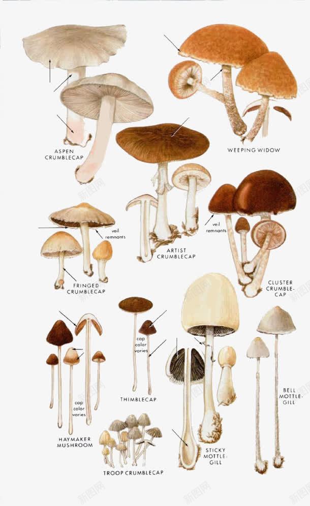 卡通菌类植物png免抠素材_新图网 https://ixintu.com 植物 菌类 蘑菇 香菇