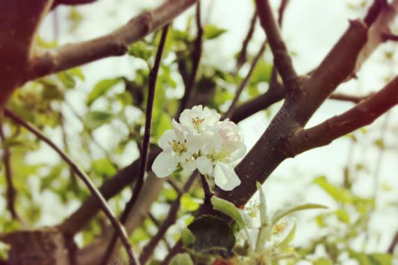 自然花朵白色花蕊背景