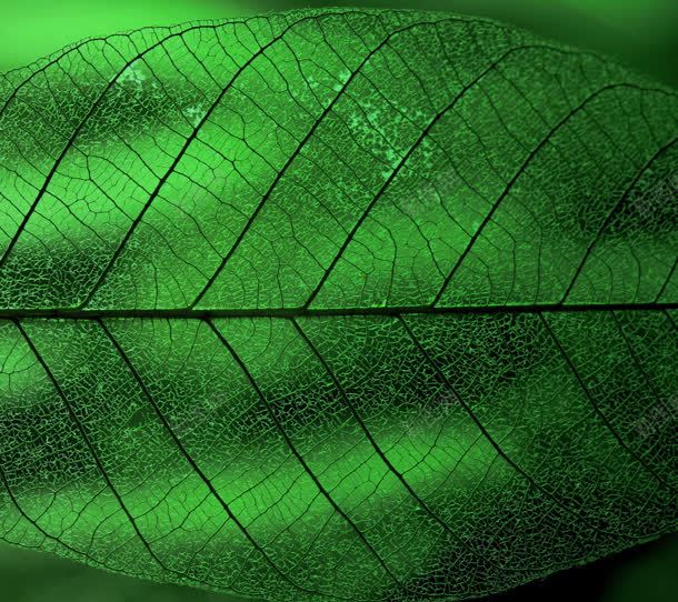 绿色植物生长叶子微距jpg设计背景_新图网 https://ixintu.com 叶子 生长 绿色植物