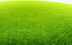 绿色茂盛一片草地素材