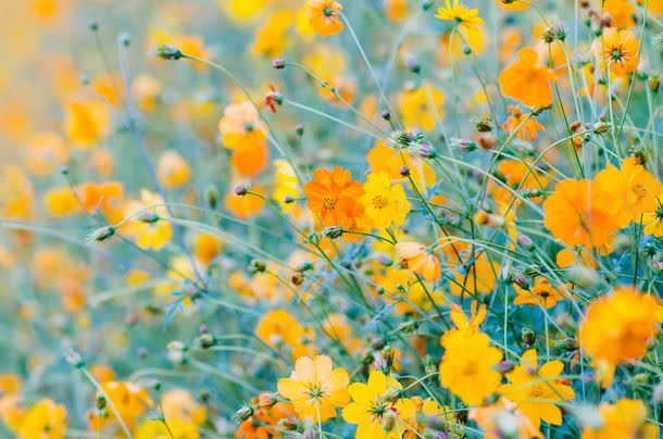 黄色的花丛jpg设计背景_新图网 https://ixintu.com 其它类别 图片素材 植物 背景 背景花边 花丛 鲜花 黄色 黄色的花丛图片 黄色的花丛图片素材下载