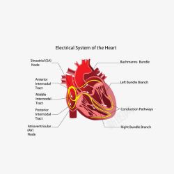 医疗剖面卡通剖面图心脏血管高清图片
