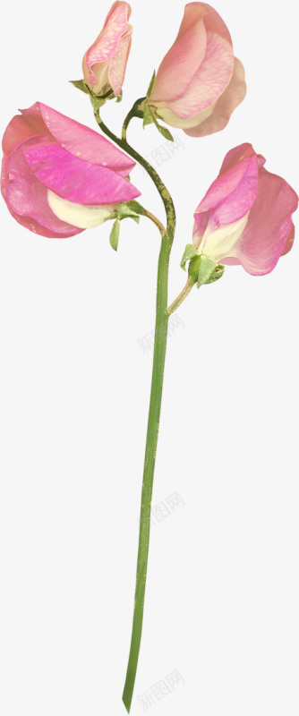 花卉背景手绘花卉png免抠素材_新图网 https://ixintu.com 手绘装饰图片 花卉矢量素材 花草标签 花草画 花草背景素材