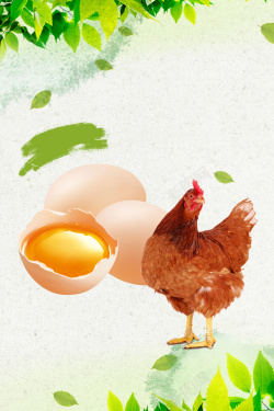 农家特产松茸母鸡鸡蛋新鲜土鸡蛋宣传海报背景高清图片