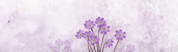 紫色花朵背景banner背景