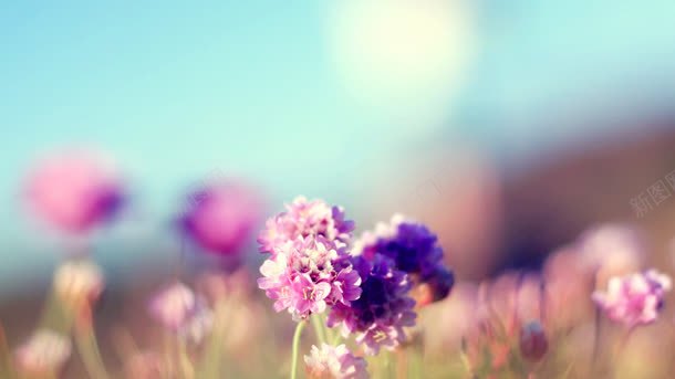 淡紫色的花卉唯美jpg设计背景_新图网 https://ixintu.com 素材 紫色 花卉