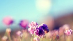 淡紫色唯美淡紫色的花卉唯美高清图片