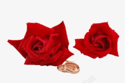 红玫瑰和戒指玫瑰与戒指素材