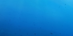 小鱼矢量图蓝色深海小鱼游泳高清图片