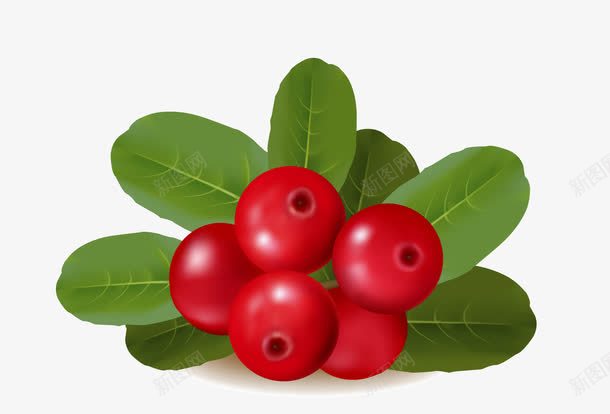 蔓越莓水果png免抠素材_新图网 https://ixintu.com 水果 红莓 绿叶 绿色健康 蔓越梅 蔓越莓 蔬果 食品 食物