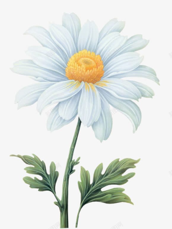 手绘白色向日葵植物png免抠素材_新图网 https://ixintu.com 向日葵 手绘 植物 白色 素材