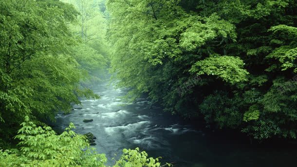 绿色树林里的河流背景