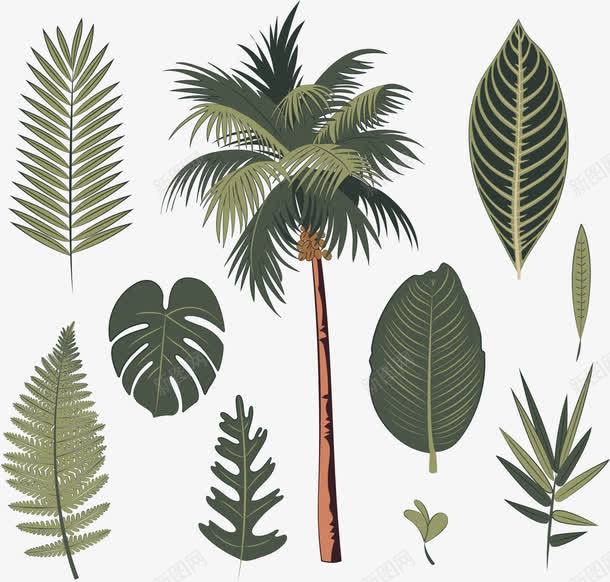 绿色椰子树png免抠素材_新图网 https://ixintu.com 春叶 椰子树 矢量素材 芭蕉叶 针叶植物