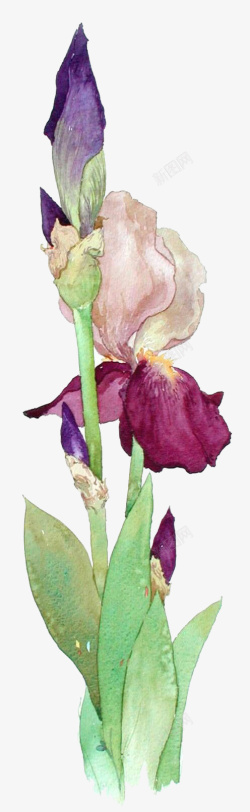 紫色手绘花素材