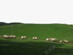 草原上的羊群素材