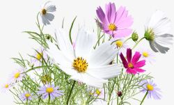 创意花丛创意合成摄影白色的花丛高清图片