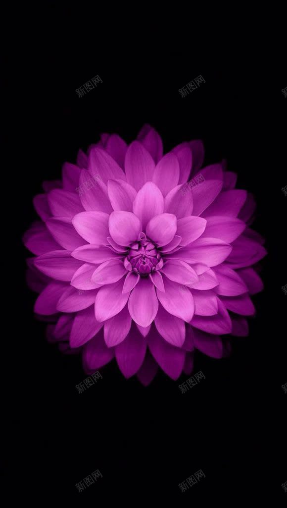 手绘紫色梦幻花朵海报jpg设计背景_新图网 https://ixintu.com 梦幻 海报 紫色 花朵