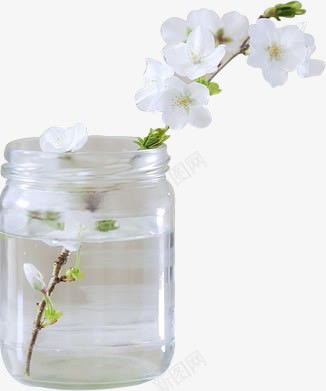 瓶子里的花png免抠素材_新图网 https://ixintu.com 瓶子 白色的花 花