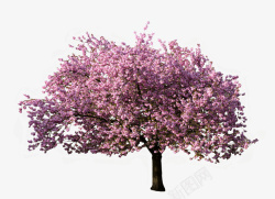 粉色花花的树素材