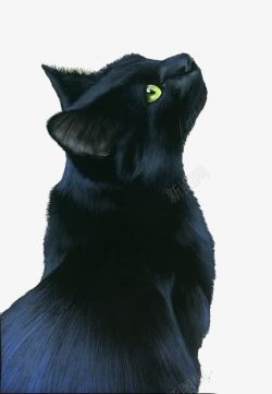 黑猫素材