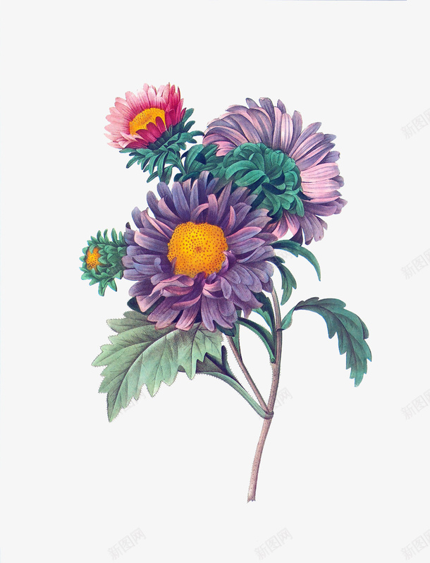 紫色复古花朵墨绿色叶子png免抠素材_新图网 https://ixintu.com 叶子 墨绿色 复古 紫色 花朵