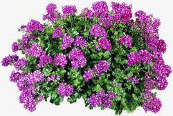 紫色天竺葵素材