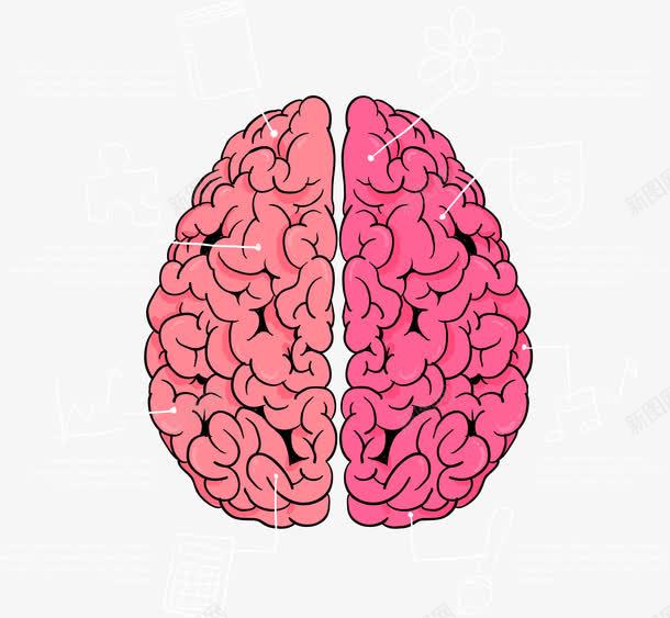 手绘大脑png免抠素材_新图网 https://ixintu.com 人脑图 分析 右脑 大脑 左脑 手绘 脑浆