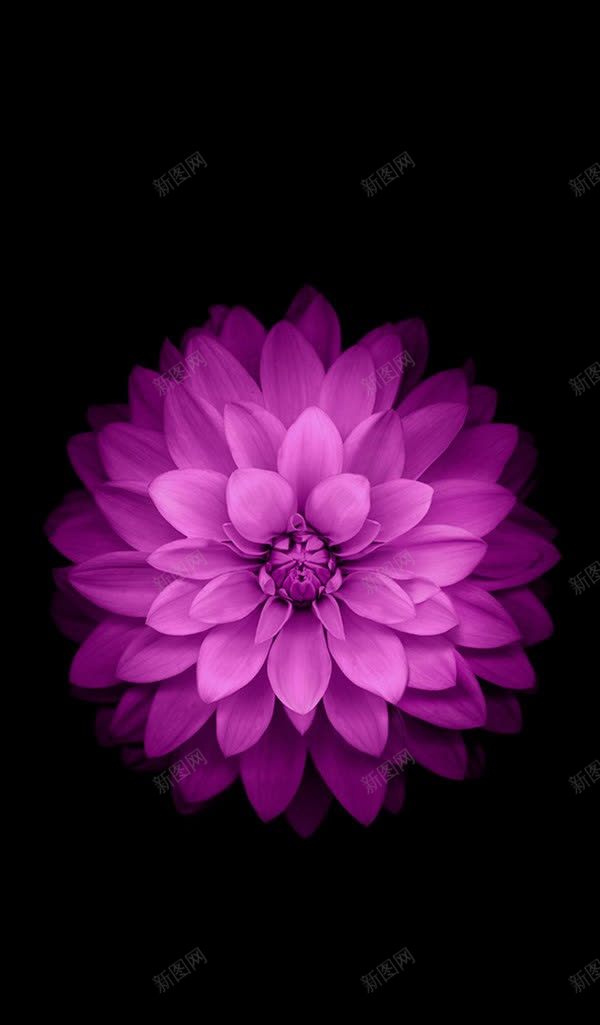 粉色花朵黑色背景jpg设计背景_新图网 https://ixintu.com 粉色 背景 花朵 黑色