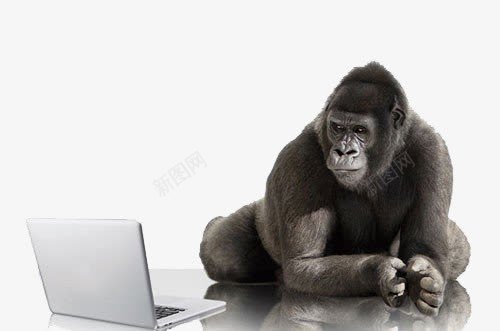 玩电脑的黑猩猩png免抠素材_新图网 https://ixintu.com 动物 电脑 白色 笔记本 黑猩猩