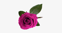 紫色玫瑰素材