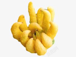 葫芦科黄色如爪子般的佛手瓜高清图片