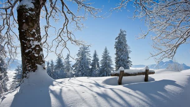 雪后的大树雪地阳光jpg设计背景_新图网 https://ixintu.com 大树 阳光 雪后 雪地