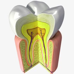 牙齿健康解剖图素材