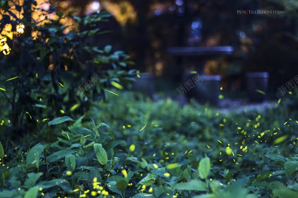 清新绿色植物叶子风景jpg设计背景_新图网 https://ixintu.com 叶子 清新 绿色植物 风景