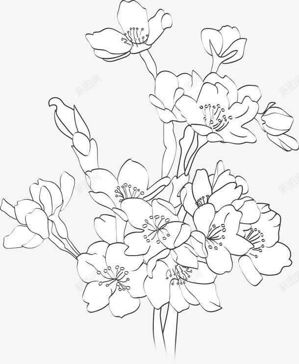 手绘黑色素描花朵装饰png免抠素材_新图网 https://ixintu.com 素描 花朵 装饰 黑色