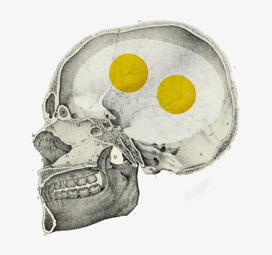 头颅中的鸡蛋png免抠素材_新图网 https://ixintu.com 创意 手绘 插画 蛋黄
