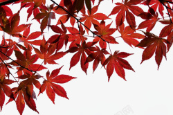 一树棕红色的叶子素材