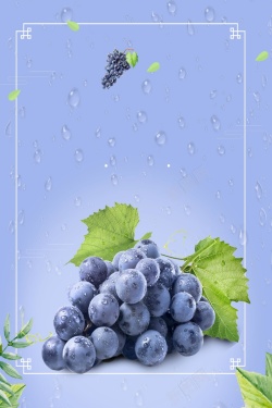 葡萄熟了海报免费下载清新葡萄采摘葡萄熟了海报背景高清图片
