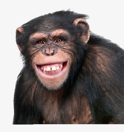一只咧嘴微笑的猩猩png免抠素材_新图网 https://ixintu.com 动物 咧嘴 微笑 猩猩