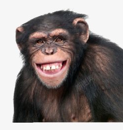 咧嘴一只咧嘴微笑的猩猩高清图片