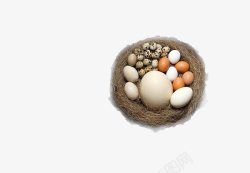 鸟巢中的鸟蛋鸭蛋鸟窝上的各种蛋高清图片