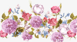 手绘精美装饰花卉矢量图素材