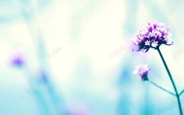 紫色清新花朵护眼jpg设计背景_新图网 https://ixintu.com 清新 紫色 花朵