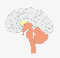 心脑血管卡通图案医疗解剖高清图片
