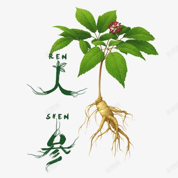 人参png免抠素材_新图网 https://ixintu.com 中医 中药 中药材 人参 人参花 医术 医疗医药 药材